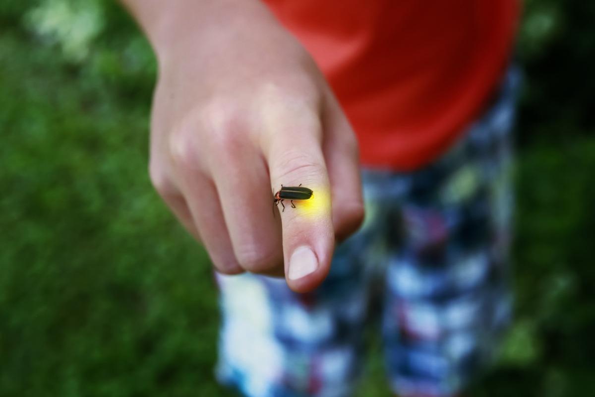 Firefly on a child's finger